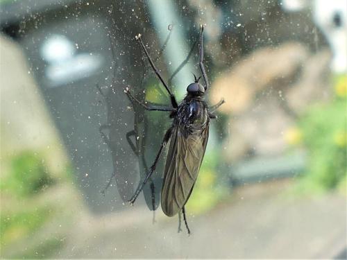 Empidinae